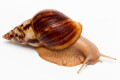 Lissachatina albopicta typ 2a adult, 12cm